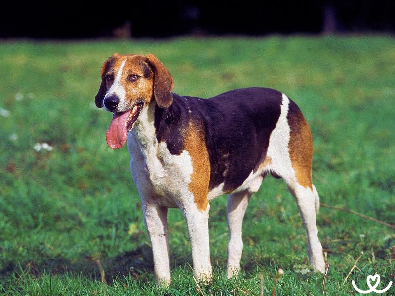 Psi-plemeno-anglicky-foxhound (1)